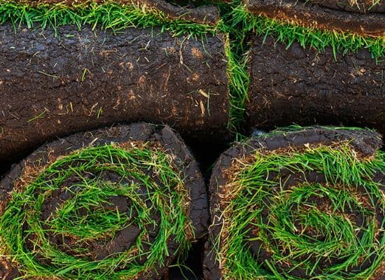 LM Berea Roll-on Lawn 100sqm